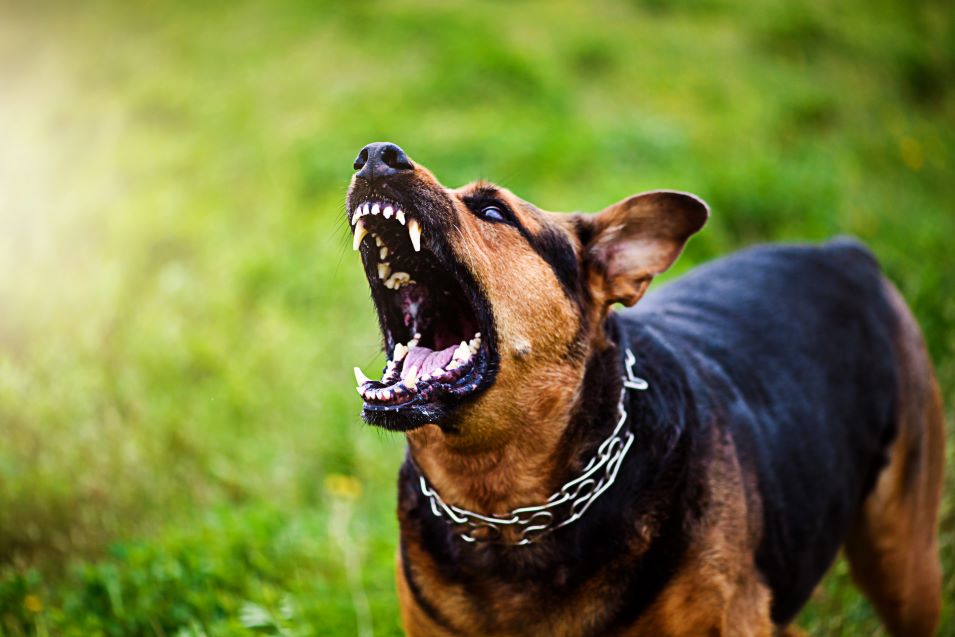 How Much is the Average Dog Bite Settlement in California